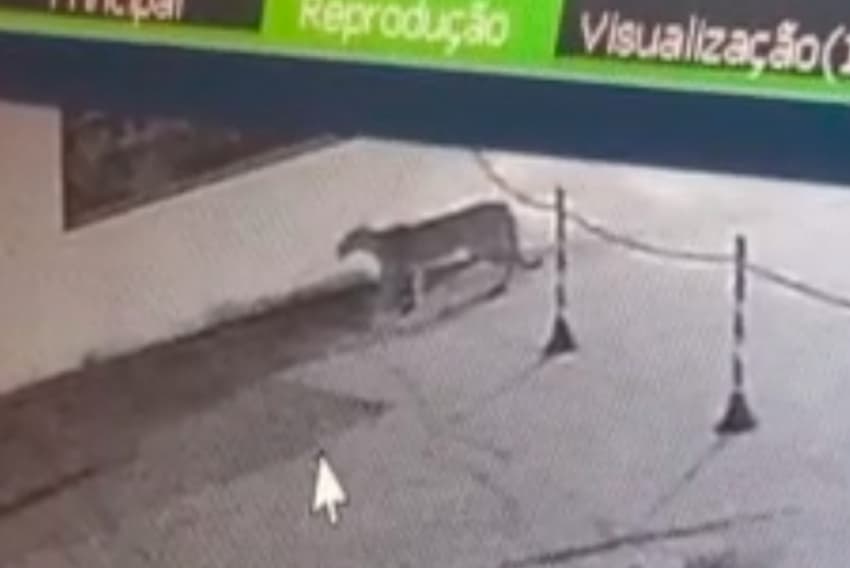 Onça avistada em Pirajuí-SP